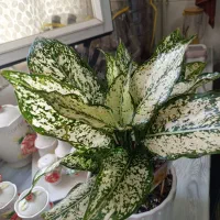 گل طبیعی|گل و گیاه طبیعی|بجنورد, |دیوار