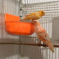 قناری رد فاکتور مولد رو تخم و جوجه|پرنده|گرگان, |دیوار