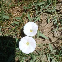 کارت ملی گم کردم ب نام جواد طلوع ابادی