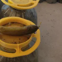 خیارشور خانگی ترد و خوشمزه کاملا بهداشتی|خوردنی و آشامیدنی|بلداجی, |دیوار