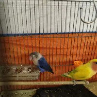 عروس هلندی کوتوله برزیلی