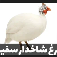 مرغ شاخدار