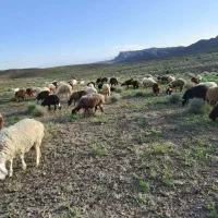 میش قرمز. سفیدفروشی