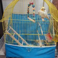 پرنده|پرنده|کردکوی, |دیوار