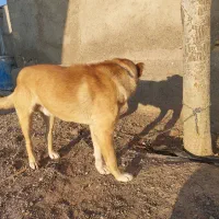 سگ کوتوله سرابی