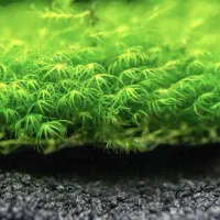 خزه اکواریوم|ماهی|تهران, نظامی گنجوی (توانیر)|دیوار