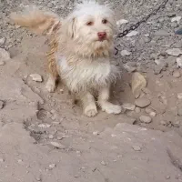 سگ پشمالو|سگ|تایباد, |دیوار