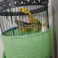 فرش|پرنده|فومن, |دیوار