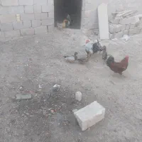 غاز و خروس محلی