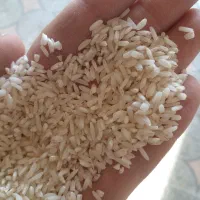 برنج باب خانه هاشمی|خوردنی و آشامیدنی|لاهیجان, جمهوری|دیوار