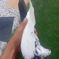 شادگان|پرنده|شادگان, |دیوار