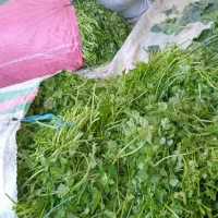 سبزی خورشتی رامهرمز|خوردنی و آشامیدنی|اصفهان, دانشگاه اصفهان|دیوار