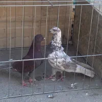 کبوتر پرشی|پرنده|پیر بکران, |دیوار