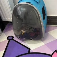 واگذاری سگ نژاد دار|سگ|لاهیجان, حاجی آباد|دیوار