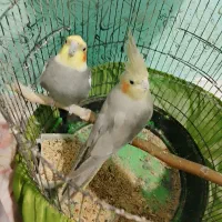 معاوضه ۳ تا عروس هلندی با قناری