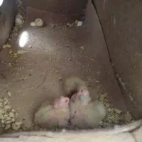 جفت مولد .بشرط عروس هلندی لوتینو|پرنده|ملایر, |دیوار