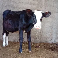 گوساله ماده