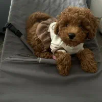 توی رد ماده