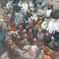 مرغ حلی|حیوانات مزرعه|دهبکری, |دیوار