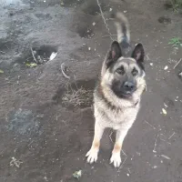 سگ ژرمن عالی|سگ|آستانه اشرفیه, |دیوار