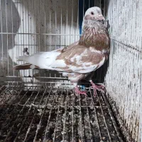 کبوتر تک پر ماده