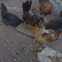 خروس محلی خوشگل|حیوانات مزرعه|داران, |دیوار