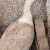 دو عدد غاز محلی هر کدام 1300000 تومان