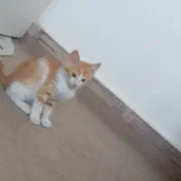 ۲تا گربه خوشگل نروماده باهم واگذار میشود
