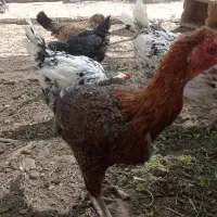 مرغ لاری و جوجه ۴ماه لاری|حیوانات مزرعه|اصفهان, عمان سامانی|دیوار