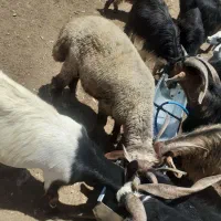 کهره، بز، باقیمت منصفانه،چپش|حیوانات مزرعه|یاسوج, |دیوار