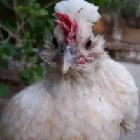 مرغ تخم گذار|حیوانات مزرعه|شادگان, |دیوار