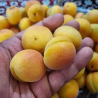 زردآلو وآلبالو محلی تازه از باغ رسیده