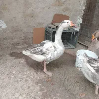 غاز|حیوانات مزرعه|کرج, شهرک جهان‌نما|دیوار