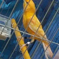 قناری نر|پرنده|نقده, |دیوار