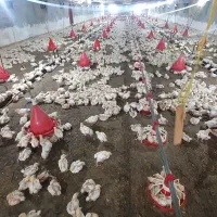 کارگر مرغداری|استخدام صنعتی، فنی، مهندسی|آستارا, |دیوار