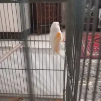 قناری ماده موزایکی