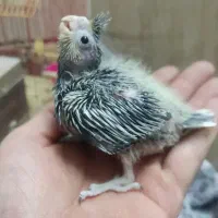 طوطی عروس هلندی جوجه و برزیلی|پرنده|پردیس, فاز ۴|دیوار