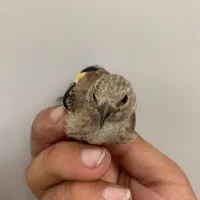 جوجه نر نوک بادمجونی کال