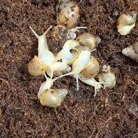 جوجه حلزون اچاتینا با باکس