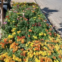 نگهبانی وباغبانی