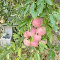 سیب درختی سرخ|خوردنی و آشامیدنی|شیراز, جانبازان|دیوار