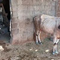 دام زنده|حیوانات مزرعه|رامشیر, |دیوار