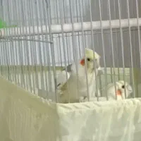 یک جفت عروس هلندی نر لوتینو دوکت ماده لوتینو