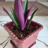 گلهای خانگی|گل و گیاه طبیعی|دورود, |دیوار