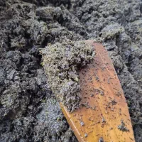 محصول خانگی