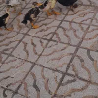 فروش اردک