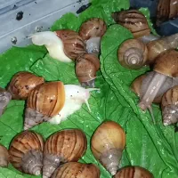 پرورش و فروش حلزون