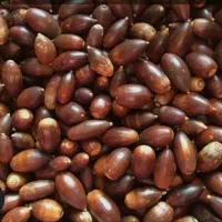 بلوط کیلوی یازده و پونصد