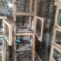 جفتگاه چوبی کبوتر|لوازم جانبی حیوانات|طرقبه, |دیوار