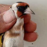 15عدد سره نرپایزه|پرنده|ملایر, |دیوار